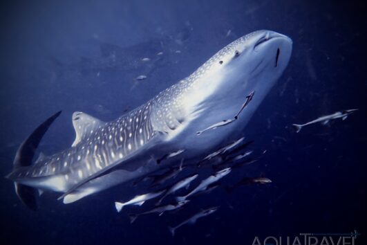 Velrybí žralok u Derawanských ostrovů.